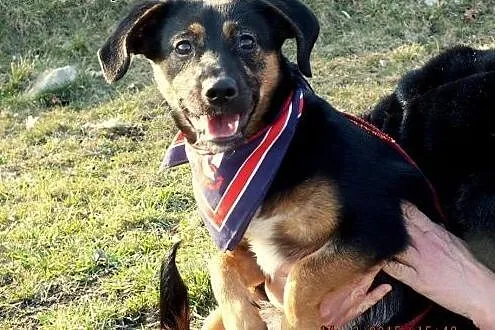 Franio - szczeniak 8 mcy mix jamnik adopcja,  Kund