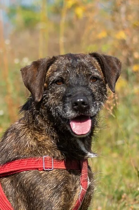 Brutus_ terrier mix, grzeczny, niekonfliktowy psia