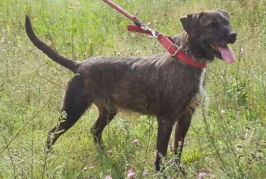 Brutus_ terrier mix, grzeczny, niekonfliktowy psia