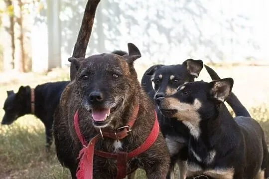 Brutus_ terrier mix, grzeczny, niekonfliktowy psia