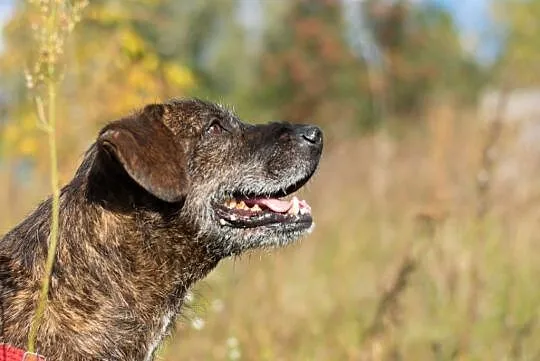 Brutus_ terrier mix, grzeczny, niekonfliktowy psia