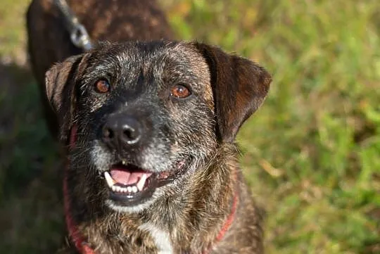Brutus_ terrier mix, grzeczny, niekonfliktowy psia
