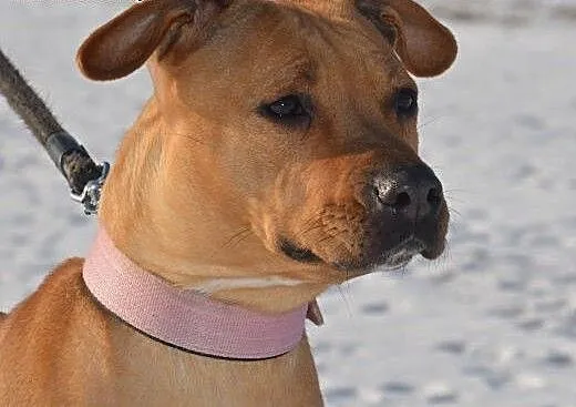 Księżniczka Stefania szuka domu, Amstaff cała Pol