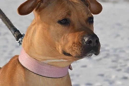 Księżniczka Stefania szuka domu, Amstaff cała Polska