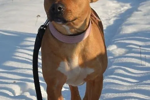 Księżniczka Stefania szuka domu,  Amstaff cała Pol
