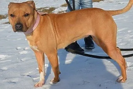 Księżniczka Stefania szuka domu,  Amstaff cała Pol