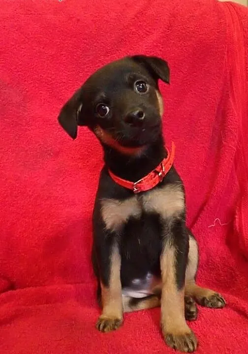 Bolek do adopcji szczeniak , mazowieckie Warszawa