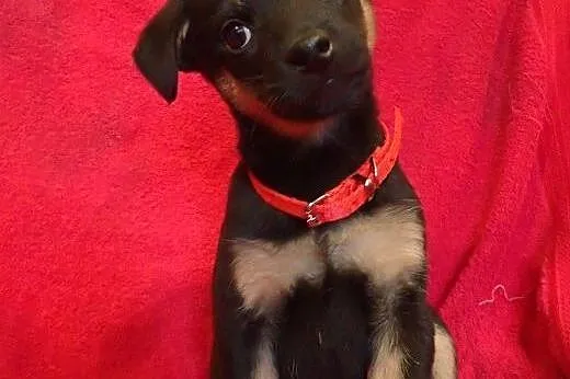 Bolek do adopcji szczeniak ,  mazowieckie Warszawa