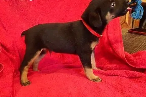 Bolek do adopcji szczeniak ,  mazowieckie Warszawa