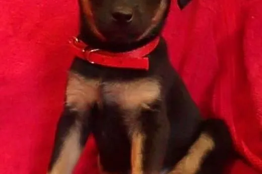 Bolek do adopcji szczeniak ,  mazowieckie Warszawa