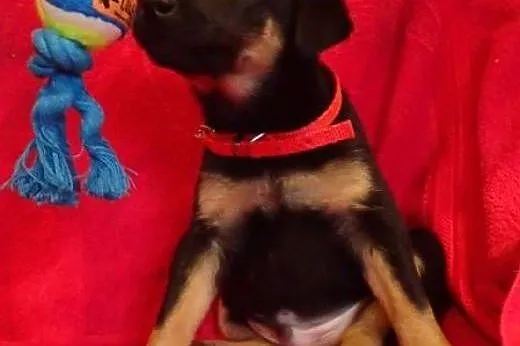 Bolek do adopcji szczeniak ,  mazowieckie Warszawa
