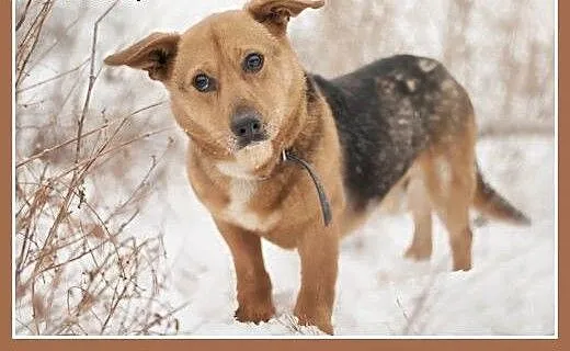 LUCEK,10kg,łagodny,spokojny piesek.ADOPCJA, małop