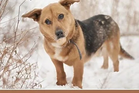 LUCEK,10kg,łagodny,spokojny piesek.ADOPCJA, małopolskie Kraków