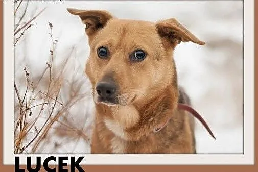 LUCEK,10kg,łagodny,spokojny piesek.ADOPCJA,  małop