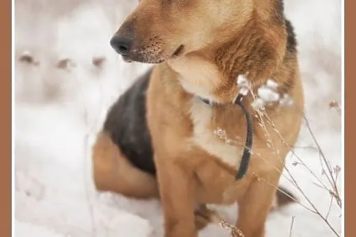 LUCEK,10kg,łagodny,spokojny piesek.ADOPCJA,  małop