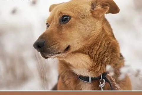 LUCEK,10kg,łagodny,spokojny piesek.ADOPCJA,  małop