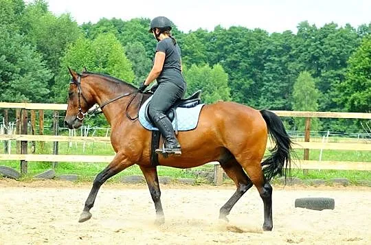 Klaczka pochodzenie holsztyńskie, , 