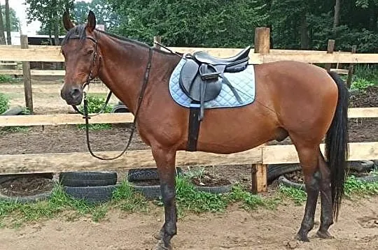 Klaczka pochodzenie holsztyńskie, , 