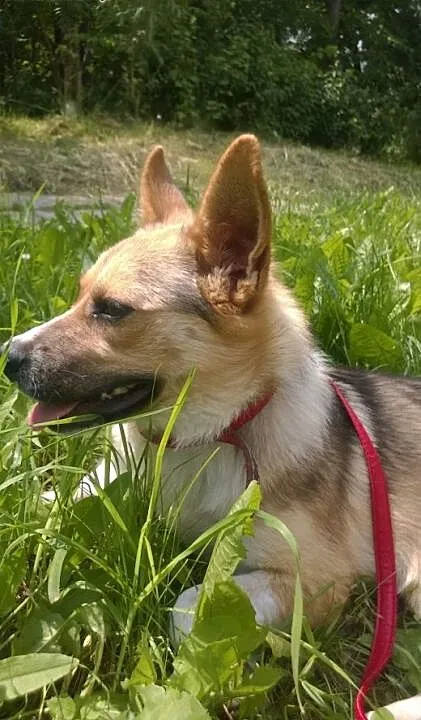 Pincessa 8-10 miesiecy,wysterylizowana,adopcja!!,