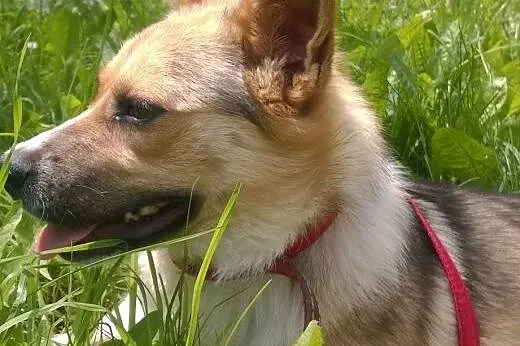 Pincessa 8-10 miesiecy,wysterylizowana,adopcja!!, 