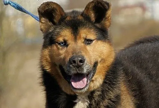 Max(3599) :) pies, adopcja, lubuskie Gorzów Wielk