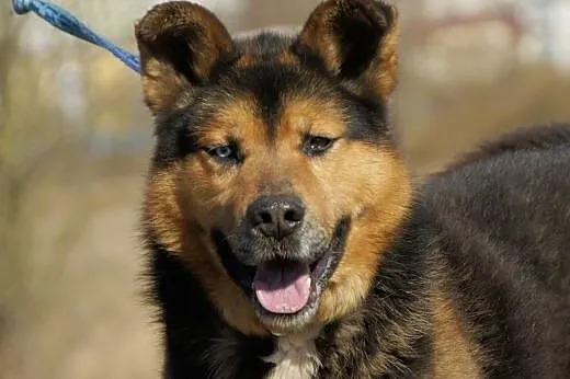 Max(3599) :) pies, adopcja, lubuskie Gorzów Wielkopolski