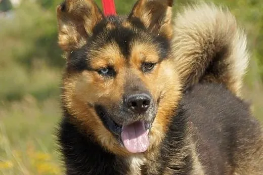 Max(3599) :) pies, adopcja,  lubuskie Gorzów Wielk
