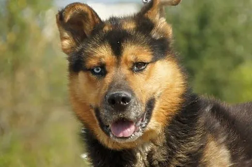 Max(3599) :) pies, adopcja,  lubuskie Gorzów Wielk