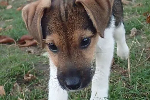 Max(3599) :) pies, adopcja,  lubuskie Gorzów Wielk