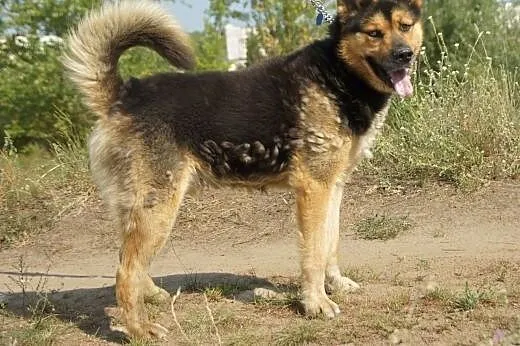 Max(3599) :) pies, adopcja,  lubuskie Gorzów Wielk