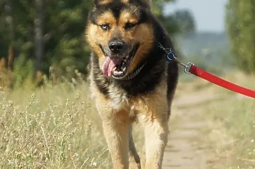 Max(3599) :) pies, adopcja,  lubuskie Gorzów Wielk