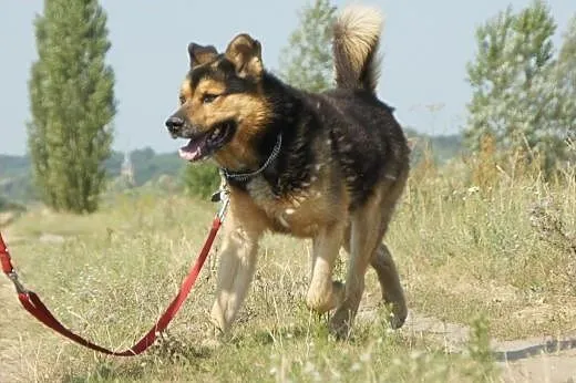 Max(3599) :) pies, adopcja,  lubuskie Gorzów Wielk
