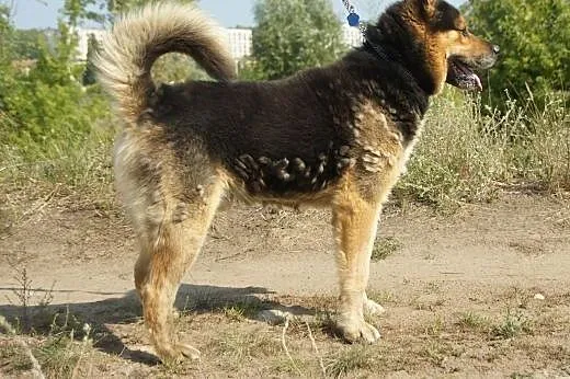 Max(3599) :) pies, adopcja,  lubuskie Gorzów Wielk