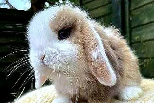 Piękne,niebieskookie kroliczki mini lop
