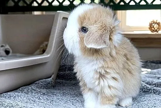 Piękne,niebieskookie kroliczki mini lop, Wielkopolskie, Poznań