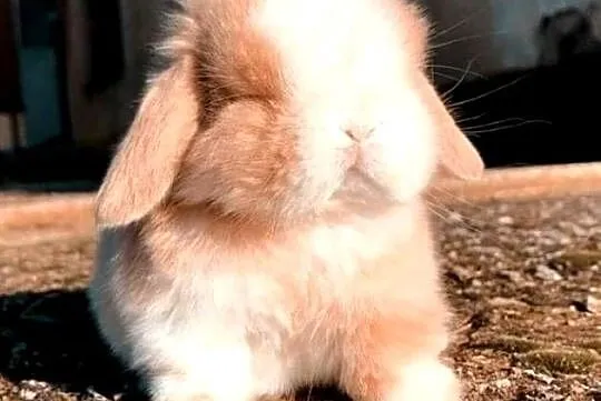 Piękne,niebieskookie kroliczki mini lop, Wielkopolskie, Poznań