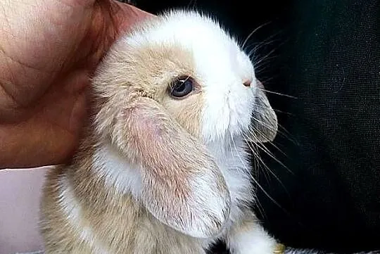 Piękne,niebieskookie kroliczki mini lop, Wielkopolskie, Poznań