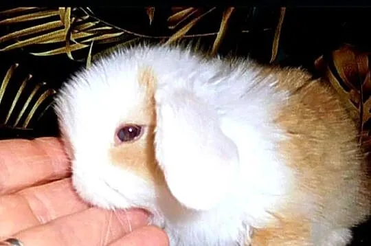 Piękne,niebieskookie kroliczki mini lop, Wielkopolskie, Poznań