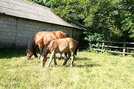 Klacz rasy zimnokrwistej ze źrebięciem