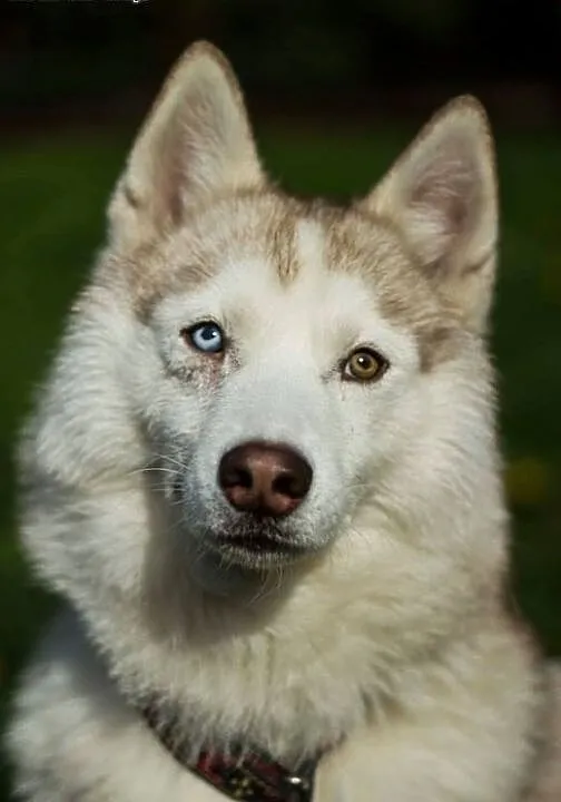 Przepiękny Szerpa, zrównoważony, grzeczny HUSKY ad
