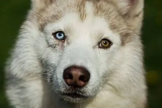 Przepiękny Szerpa, zrównoważony, grzeczny HUSKY ad