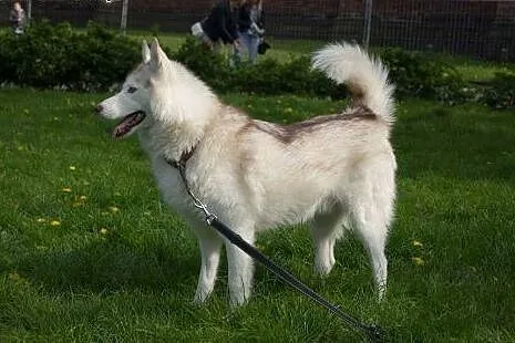 Przepiękny Szerpa, zrównoważony, grzeczny HUSKY ad