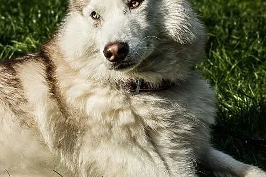 Przepiękny Szerpa, zrównoważony, grzeczny HUSKY ad