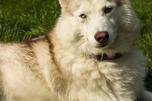 Przepiękny Szerpa, zrównoważony, grzeczny HUSKY ad