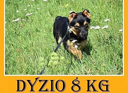 8 kg,dzieciolubny,łagodny,tulaśny mały piesek DYZI