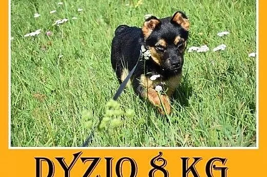 8 kg,dzieciolubny,łagodny,tulaśny mały piesek DYZI