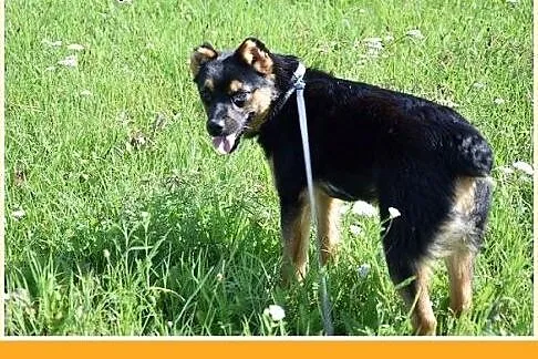 8 kg,dzieciolubny,łagodny,tulaśny mały piesek DYZI