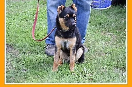 8 kg,dzieciolubny,łagodny,tulaśny mały piesek DYZI