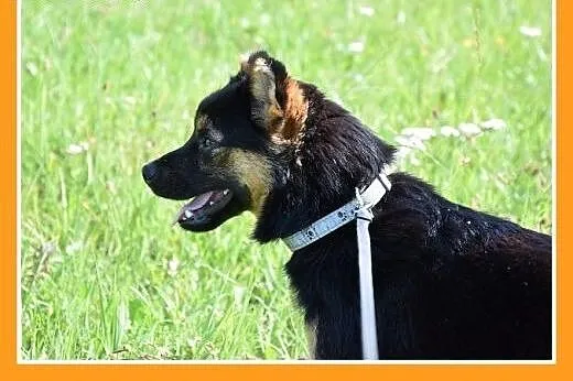 8 kg,dzieciolubny,łagodny,tulaśny mały piesek DYZI