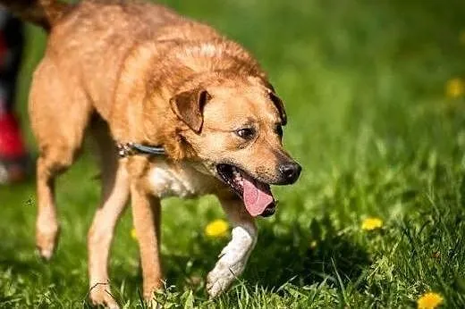 Uroczy Mario poleca się do adopcji,  świętokrzyski
